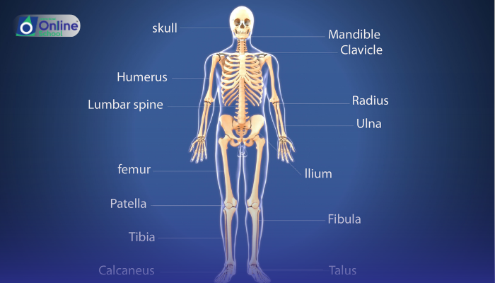 Lesson 02: Function of the Skeleton
